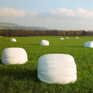 eine Gruppe von Schafen, die auf einem grasbewachsenen Feld sitzen